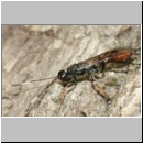 Xorides filiformis - Schlupfwespe - w01d 13mm - OS-Hasbergen Holzlagerplatz auf Eiche det06.jpg